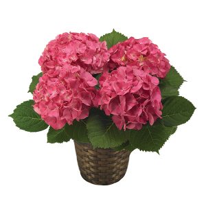 Pink Hydrangea Plant