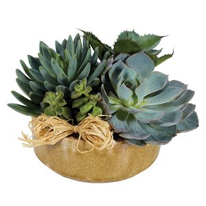 Succulent Garden - Large