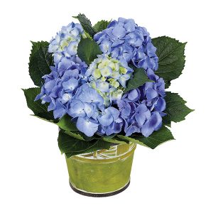 Blue Hydrangea Plant