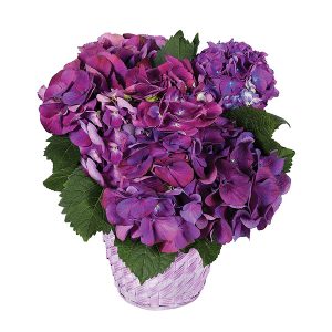 Purple Hydrangea Plant