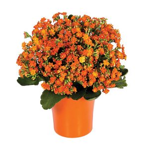 Orange Kalanchoe Plant