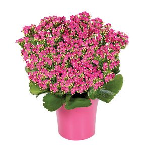 Pink Kalanchoe Plant