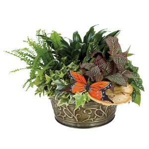 European Dish Garden - Large