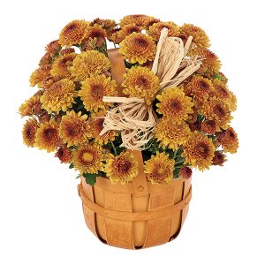 Bronze Mum Bushel Basket