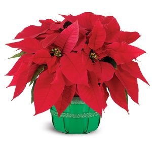 Holiday Poinsettia Basket