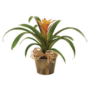 Woodland Bromeliad Plant