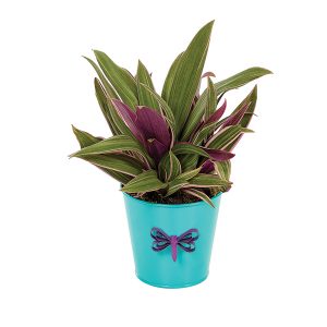 Rhoeo Potted Plant