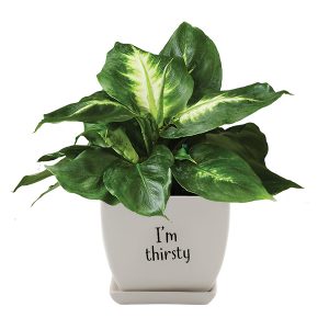 Pothos Potted Plant