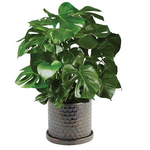 Monstera Potted Plant